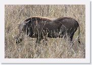 14SerengetiDayGameDrive - 219 * Warthog in high grass.